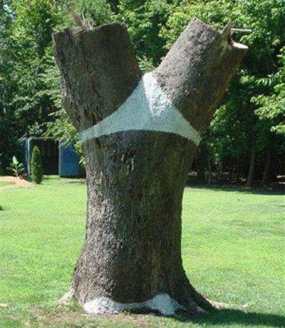 Дерево - женщина