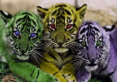 разноцветные тигрята