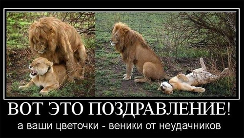 Львы занимаются сексом